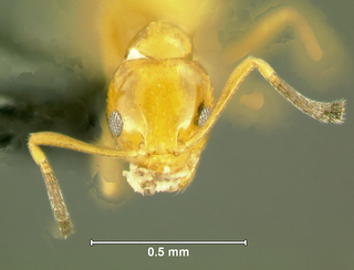 Plagiolepis sp phi1, worker, head