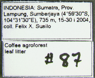 Euprenolepis procera, label