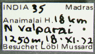 Leptanilla escheri, labela