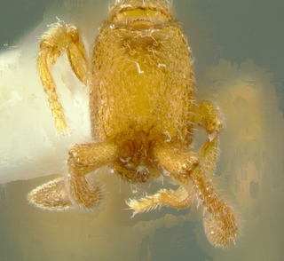 Sphinctomyrmex species1, worker, head
