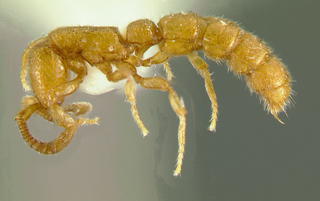 Sphinctomyrmex species1, worker, side