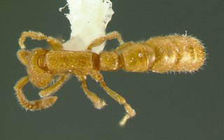 Sphinctomyrmex species1, worker, top