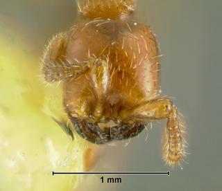 Aenictus doryloides, worker, head
