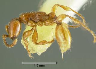 Aenictus doryloides, worker, side