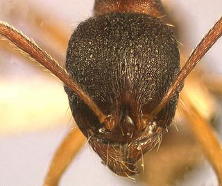 Aphaenogaster beesoni, worker, head