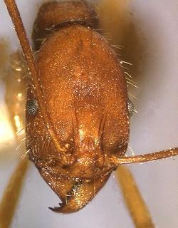 Aphaenogaster cavernicola, worker, head