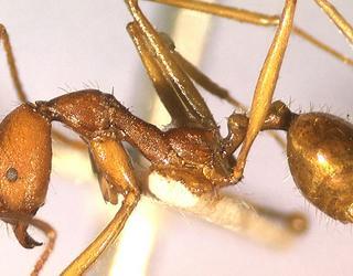 Aphaenogaster cavernicola, worker, side