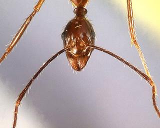 Aphaenogaster feae, worker, frontal