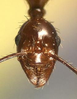 Aphaenogaster feae, worker, head
