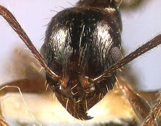Aphaenogaster smythiesii prudens, worker, frontal
