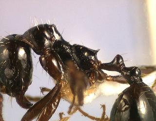Aphaenogaster smythiesii prudens, worker, side