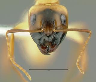 Camponotus sp dom1, major, head