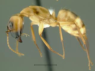 Camponotus sp dom1, major, side