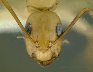 Camponotus sp dom1, minor, head