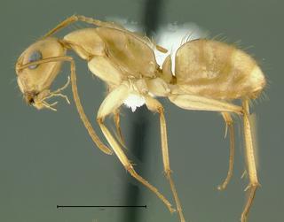Camponotus sp dom1, minor, side