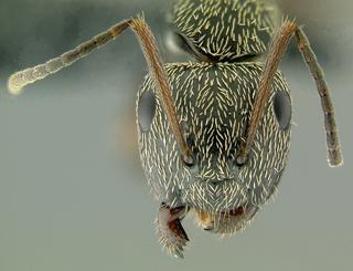 Camponotus sp dom2, worker, head