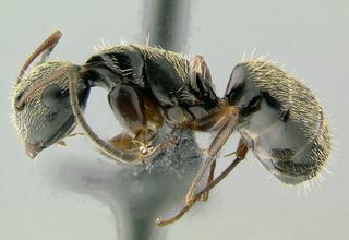 Camponotus sp dom2, worker, side