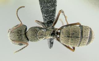 Camponotus sp dom2, worker, top