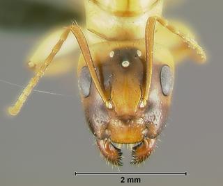 Camponotus sp dom3, queen, head