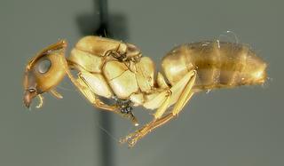 Camponotus sp dom3, queen, side