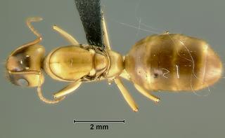 Camponotus sp dom3, queen, top