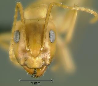 Camponotus sp dom3, worker, head