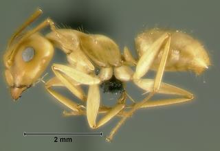 Camponotus sp dom3, worker, side