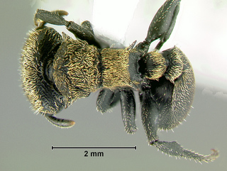 Cephalotes auricomus, worker, top