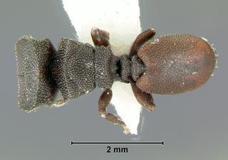 Cephalotes varians, worker, top
