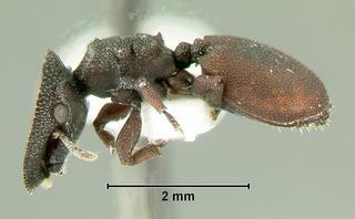 Cephalotes varians, worker, side