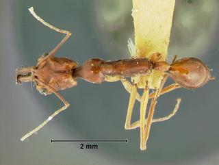 Odontomachus malignus, worker, top