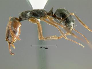 Odontomachus ruginodis, worker, side