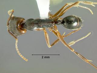Odontomachus ruginodis, worker, top