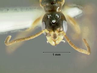 Pseudomyrmex haytianus, male, head