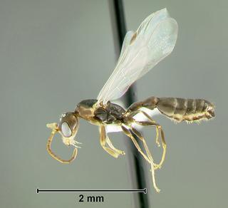 Pseudomyrmex haytianus, male, side