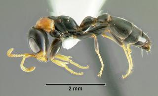 Pseudomyrmex haytianus, worker, side