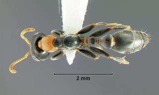 Pseudomyrmex haytianus, worker, top