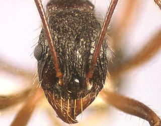 Aphaenogaster schurri, worker, frontal