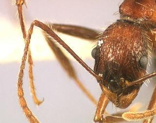 Aphaenogaster schurri, worker, head