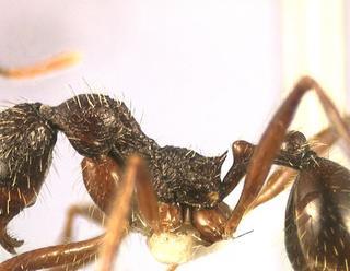 Aphaenogaster schurri, worker, side