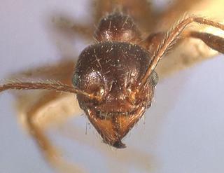 Aphaenogaster smythiesii, worker, frontal