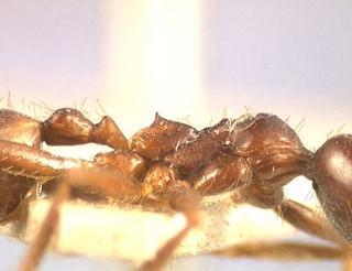 Aphaenogaster smythiesii, worker, side