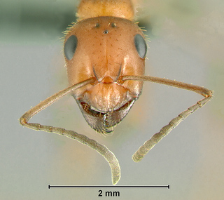 Formica impexa, worker, head