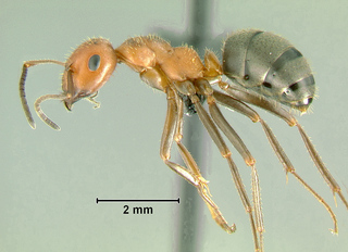 Formica impexa, worker, side
