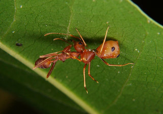 Amyciaea lineatipes, ant mimic spider hunting Oecophylla smaragdina