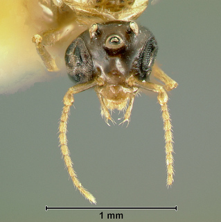 Gesomyrmex luzonensis, male, head