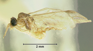 Gesomyrmex luzonensis, male, side