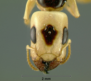 Gesomyrmex luzonensis, queen, head