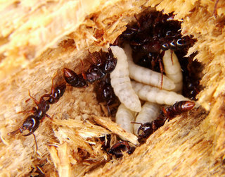 Myopopone castanea, nesting in a rotting log