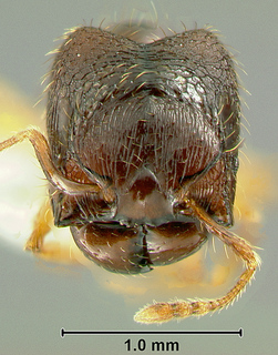 Pheidole aspidata, paratype major, Eg04-VN-800 from S. Vietnam, head in full-face view
